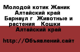 Молодой котик Жаник - Алтайский край, Барнаул г. Животные и растения » Кошки   . Алтайский край